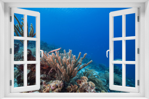 Fototapeta Naklejka Na Ścianę Okno 3D - Seascape of coral reef in the Caribbean Sea around Curacao with coral and sponge