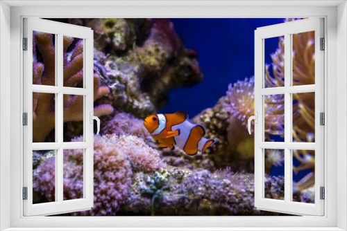 Fototapeta Naklejka Na Ścianę Okno 3D - Clown fish swims among the corals