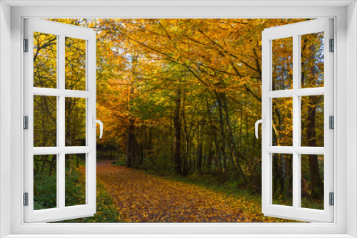 Fototapeta Naklejka Na Ścianę Okno 3D - Autumn colorful morning in the forest  near Graz, Styria region, Austria