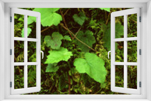 Fototapeta Naklejka Na Ścianę Okno 3D - green ivy on the wall