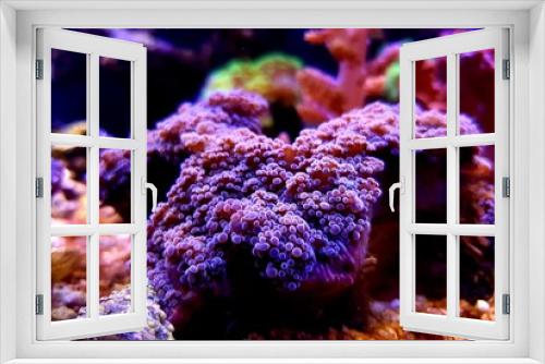 Fototapeta Naklejka Na Ścianę Okno 3D - Purple Euphyllia Octospawn LPS coral - Euphyllia Divisa