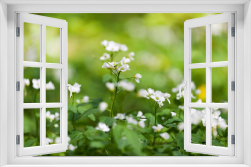 Fototapeta Naklejka Na Ścianę Okno 3D - Forest Cardamine flowers, in the spring