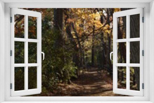 Fototapeta Naklejka Na Ścianę Okno 3D - Forest Trail-35