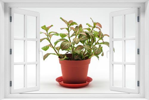 Fototapeta Naklejka Na Ścianę Okno 3D - green plant in pot isolated on white