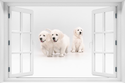 Fototapeta Naklejka Na Ścianę Okno 3D - English cream golden retrievers posing. Cute playful doggies or purebred pets looks playful and cute isolated on white background. Concept of motion, action, movement, dogs and pets love. Copyspace.