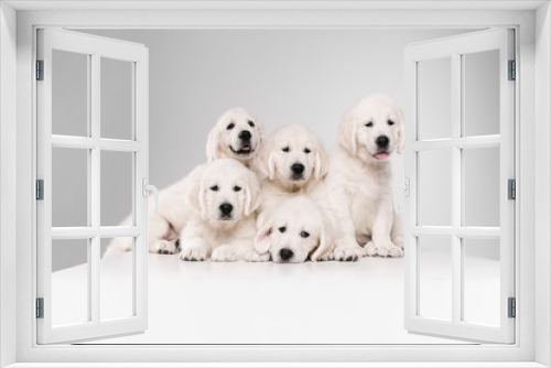 Fototapeta Naklejka Na Ścianę Okno 3D - Big family. English cream golden retrievers posing. Cute playful doggies or purebred pets looks cute isolated on white background. Concept of motion, action, movement, dogs and pets love. Copyspace.