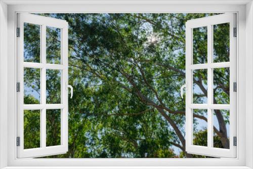 Fototapeta Naklejka Na Ścianę Okno 3D - Green eucalyptus leaves in the sky background