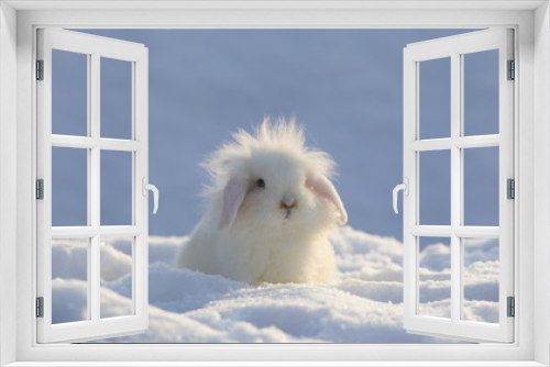 Fototapeta Naklejka Na Ścianę Okno 3D - white funny fluffy rabbit in the snow