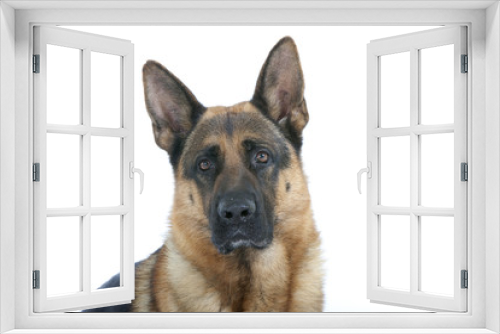 Fototapeta Naklejka Na Ścianę Okno 3D - pastore tedesco - portrait - german shepherd dog