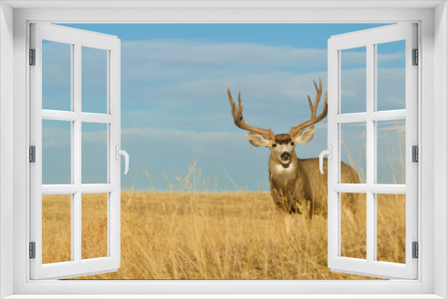 Fototapeta Naklejka Na Ścianę Okno 3D - Large Buck Deer with trophy antlers in meadow with blue sky