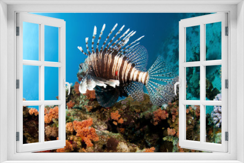 Fototapeta Naklejka Na Ścianę Okno 3D - Lion fish swims on colorful tropical reef