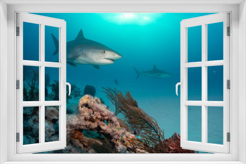 Fototapeta Naklejka Na Ścianę Okno 3D - Tiger sharks at Tiger Beach, Bahamas