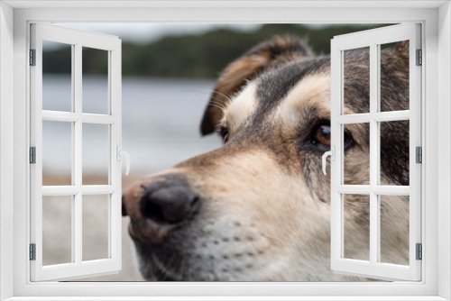 Fototapeta Naklejka Na Ścianę Okno 3D - DOG PORTRAIT OUT OF FOCUS