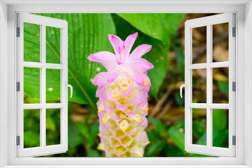 Fototapeta Naklejka Na Ścianę Okno 3D - siam tulip flower