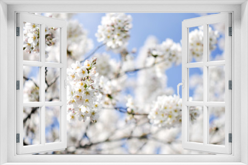 Fototapeta Naklejka Na Ścianę Okno 3D - Frühlingsbote. Kirschblüte