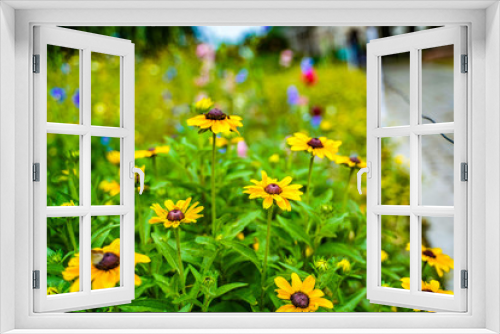 Fototapeta Naklejka Na Ścianę Okno 3D - Beautiful flowers blooming in garden