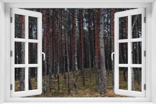 Fototapeta Naklejka Na Ścianę Okno 3D - Pine Forest at Smiltyne, Lithuania