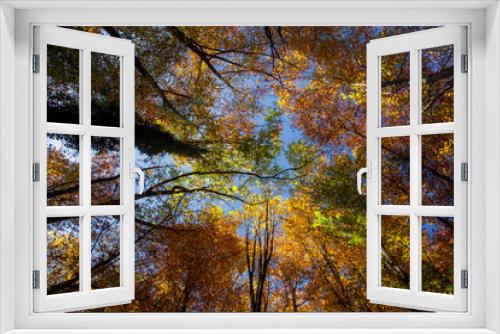 Fototapeta Naklejka Na Ścianę Okno 3D - Crohn autumn forest over his head