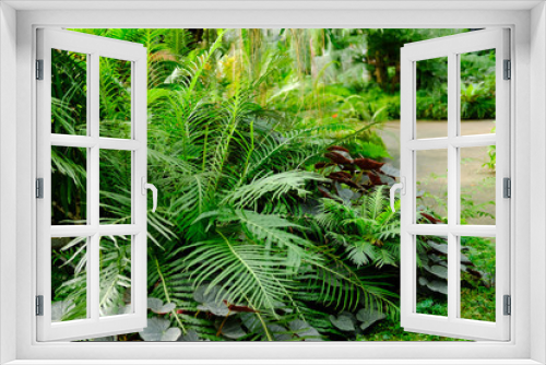 Fototapeta Naklejka Na Ścianę Okno 3D - fern plant leaves in garden park. tranquil nature scene