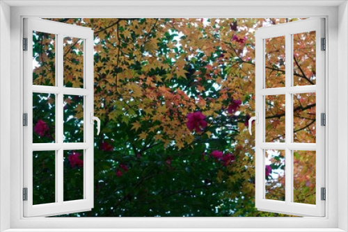 Fototapeta Naklejka Na Ścianę Okno 3D - Autumn color