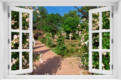 Fototapeta Naklejka Na Ścianę Okno 3D - garden footpath with arches of roses and blooming buds on a sunny summer day, the rose garde nobody.