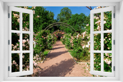 Fototapeta Naklejka Na Ścianę Okno 3D - trail footpath with an arch for climbing roses with flowering, a rose garden in the botanical garden on a sunny summer day.