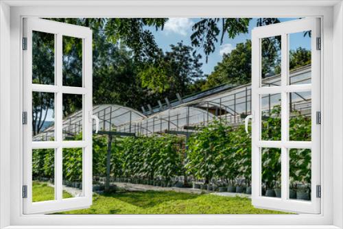 Fototapeta Naklejka Na Ścianę Okno 3D - Image of grape farm