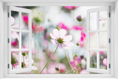 Fototapeta Naklejka Na Ścianę Okno 3D - Pink cosmos flower in the garden