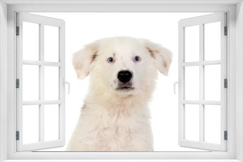 Fototapeta Naklejka Na Ścianę Okno 3D - Beautiful puppy with blue eyes