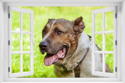 Fototapeta Naklejka Na Ścianę Okno 3D -  huge beautiful dog on the grass
