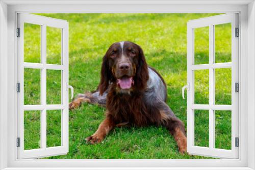 Fototapeta Naklejka Na Ścianę Okno 3D - Dog breed English setter