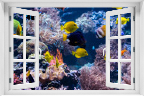 Fototapeta Naklejka Na Ścianę Okno 3D - underwater coral reef landscape with colorful fish and marine life