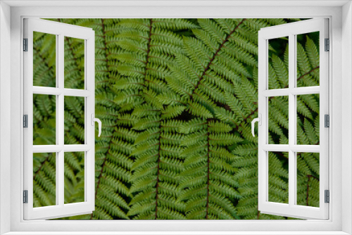 Fototapeta Naklejka Na Ścianę Okno 3D - Ferns. New Zealand
