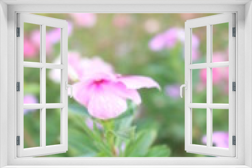 Fototapeta Naklejka Na Ścianę Okno 3D - flower 