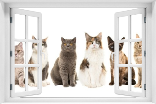 Fototapeta Naklejka Na Ścianę Okno 3D - Group of various breeds of cats sitting next to each other looking at the camera on a white background