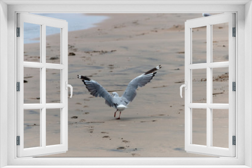 Fototapeta Naklejka Na Ścianę Okno 3D - Sea Gull