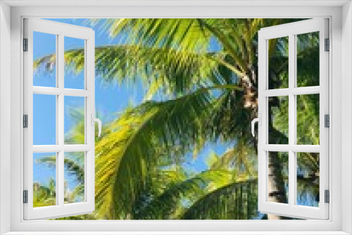 Fototapeta Naklejka Na Ścianę Okno 3D - coconut tree with coconut