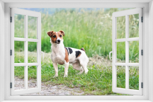 Fototapeta Naklejka Na Ścianę Okno 3D - Small Jack Russell terrier dog standing on country road, blurred grass in background and around, her fur wet from swimming in river