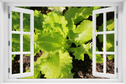 Fototapeta Naklejka Na Ścianę Okno 3D - green salad leaves close up