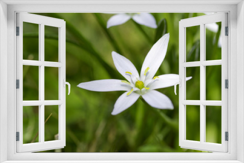 Fototapeta Naklejka Na Ścianę Okno 3D - petite fleur de printemps