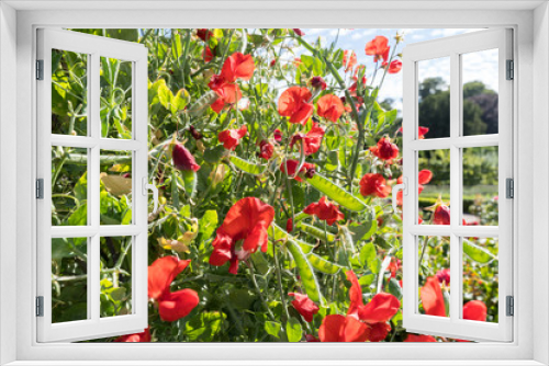Fototapeta Naklejka Na Ścianę Okno 3D - A plant of red sweet peas or lathyrus blossom in a vegetable garden on a sunny day in the summer
