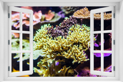 Fototapeta Naklejka Na Ścianę Okno 3D - Colorful coral reef with tropical fishes