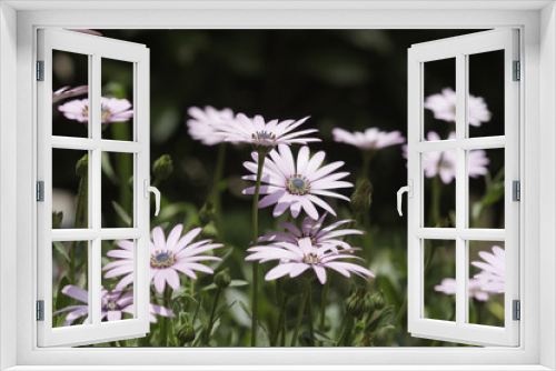 Fototapeta Naklejka Na Ścianę Okno 3D - fleurs des champs au printemps