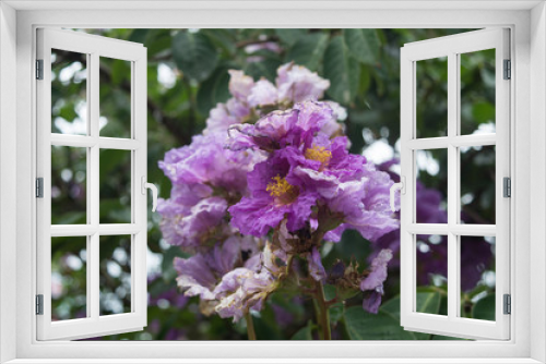 Fototapeta Naklejka Na Ścianę Okno 3D - Purple tropical flowers on the tree