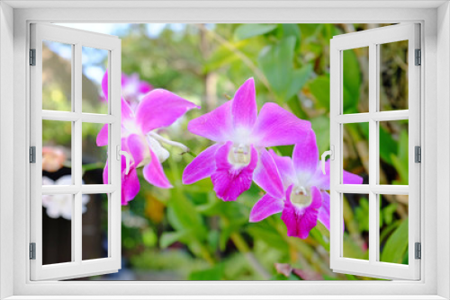 Fototapeta Naklejka Na Ścianę Okno 3D - Orchid flower in the garden.