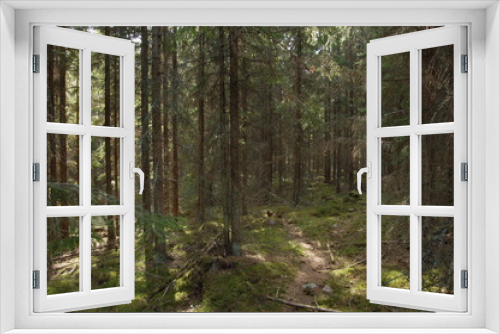 Fototapeta Naklejka Na Ścianę Okno 3D - finland forest