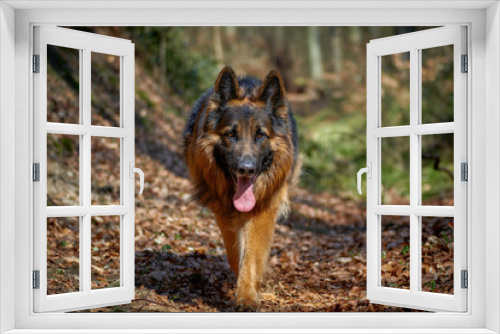 Fototapeta Naklejka Na Ścianę Okno 3D - Altdeutscher Schäferhund im Wald