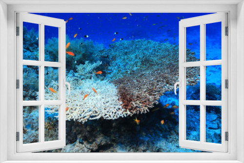 Fototapeta Naklejka Na Ścianę Okno 3D - Bleached stony coral