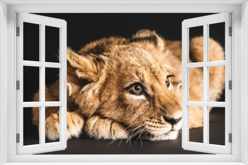 Fototapeta Naklejka Na Ścianę Okno 3D - adorable lion cub lying isolated on black, panoramic shot
