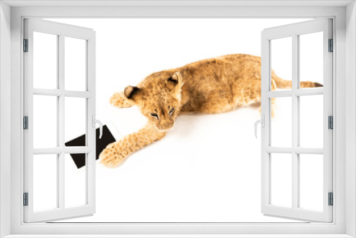 Fototapeta Naklejka Na Ścianę Okno 3D - cute lion cub near blank black card isolated on white